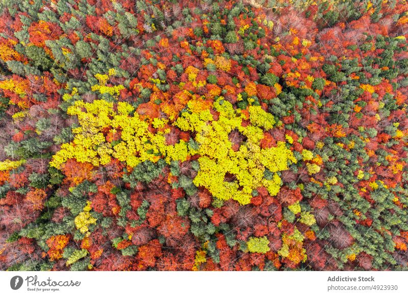 Autumn forest with colorful trees autumn woods nature plant woodland grow fall orange yellow green brown foliage flora environment dense multicolored vegetate