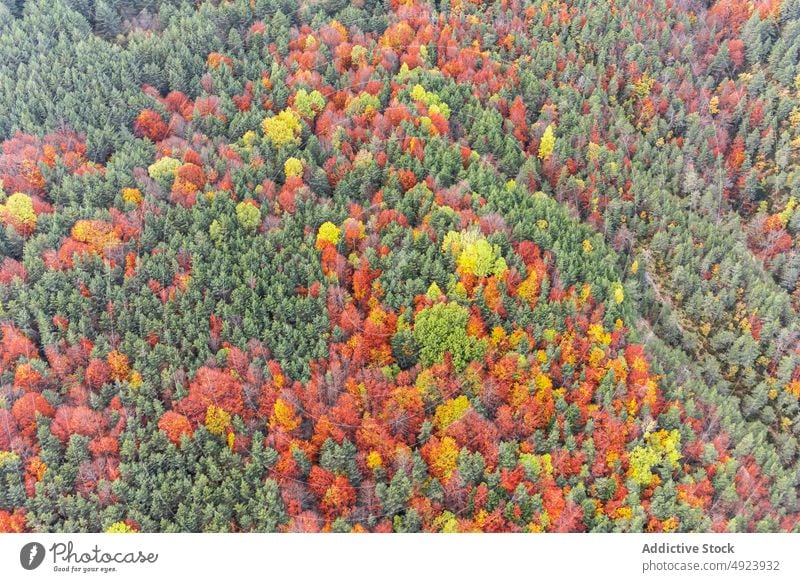 Autumn forest with colorful trees autumn woods nature plant woodland grow fall orange yellow green brown foliage flora environment dense multicolored vegetate