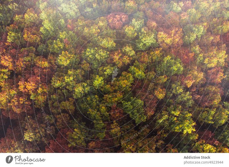 Autumn forest with colorful trees autumn woods nature plant woodland grow fall orange yellow green brown foliage flora environment dense multicolored vegetate