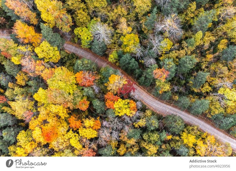 Road running through dense forest tree woods nature plant woodland road roadway grow wavy narrow flora route lush colorful orange yellow green trail growth