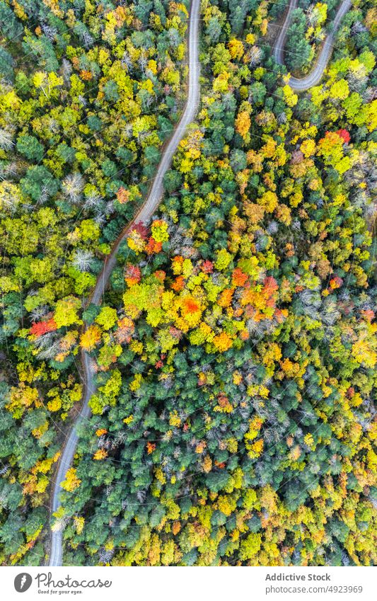 Road running through dense forest tree woods nature plant woodland road roadway grow wavy narrow flora route lush colorful orange yellow green trail growth