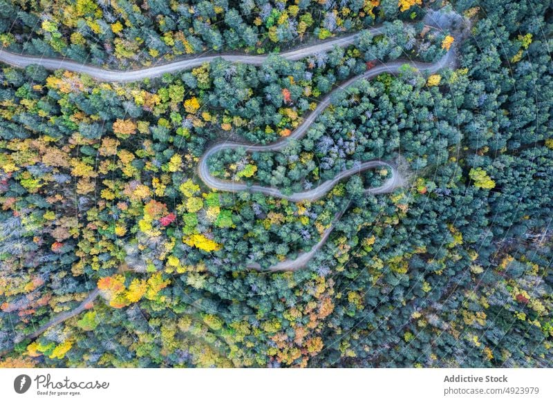 Road running through dense forest tree woods nature plant woodland road roadway grow wavy curve narrow flora route lush colorful orange yellow green trail