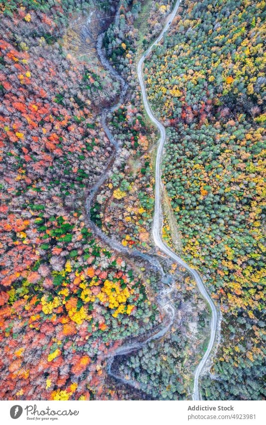 Road running through dense forest tree woods nature plant woodland road roadway grow wavy curve narrow flora route lush colorful orange yellow green trail