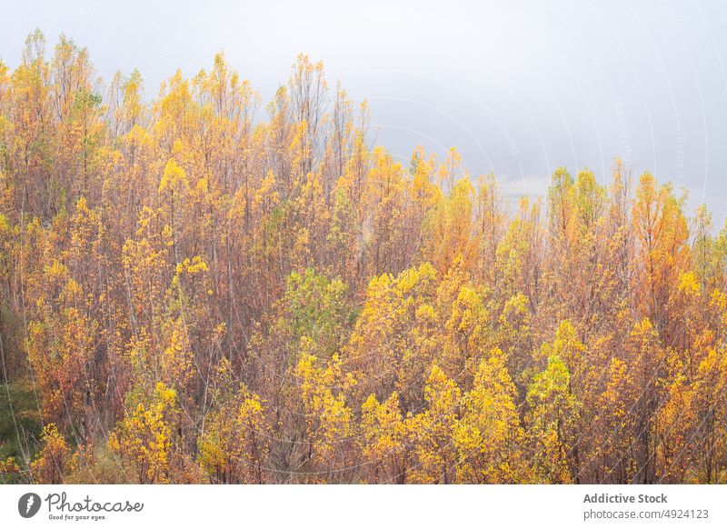 Autumn forest with colorful trees autumn woods nature plant woodland grow fall orange yellow green brown foliage flora environment dense multicolored vegetate