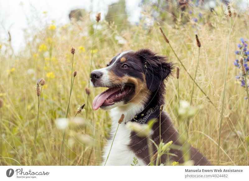 Dog walking in nature - Australian Shepherd well-behaved dear Funny Tongue pant portrait Close-up Field Flower meadow Grass Pet best friend Honey Animal