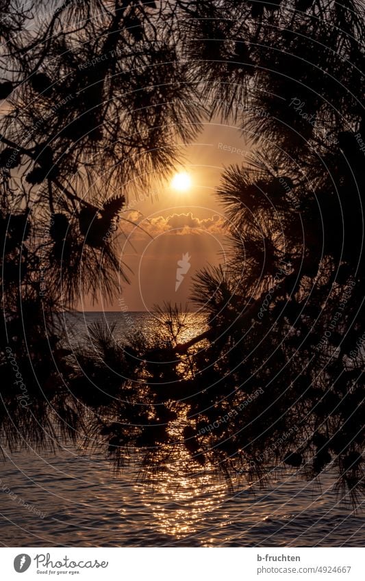 Sunset over the Adriatic sea, Istria Sky Clouds Evening Tree pines branches Dusk Landscape Horizon Deserted Croatia Adriatic Sea Ocean Summer Water