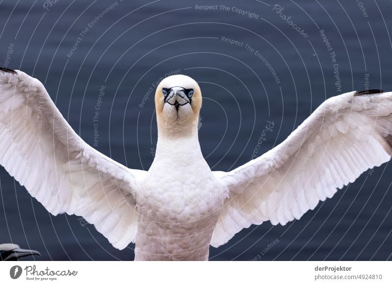 Gannets on Heligoland North Sea Islands North Sea coast Nature reserve Helgoland To go for a walk Landscape Hiking Discover Vacation & Travel Copy Space middle