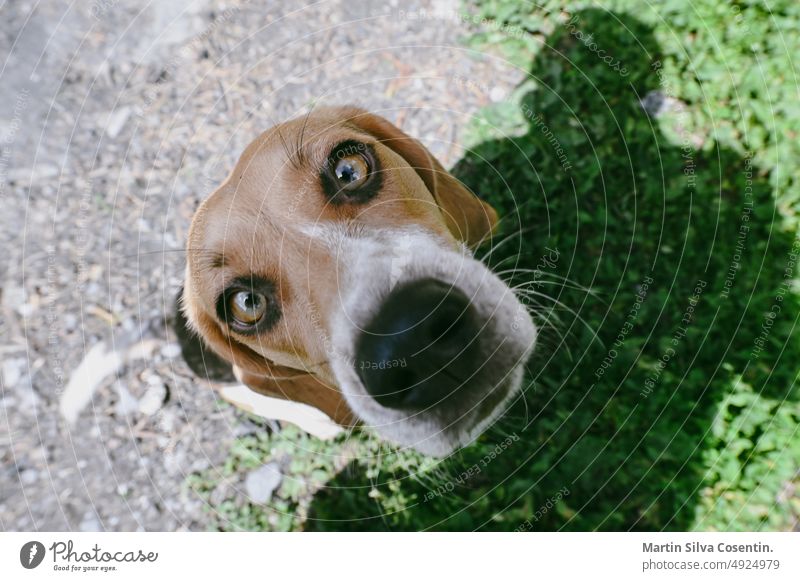 Beagle puppy resting on the camp adorable adult animal animals background beagle beautiful breed brown canine cute dog doggy dogs domestic friends friendship