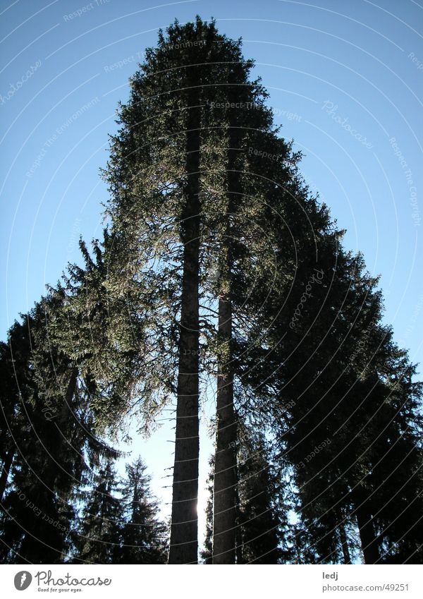 Up high! Tree Green Forest Fir tree Force Go up Sunbeam Black Light blue Heavenly Sky Blue Tall Shadow Beautiful weather