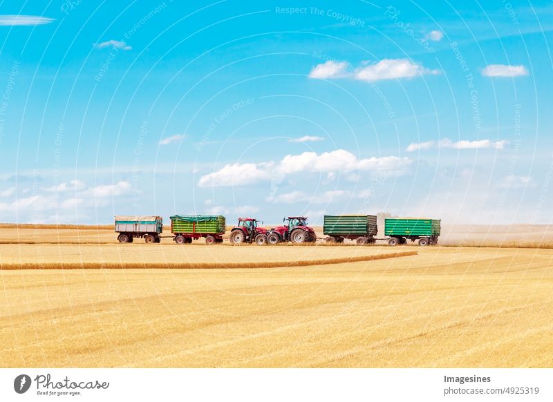 Kiss. Harvest workers. Tractors with trailers on the horizon working in a wheat field. Harvesting wheat. Agriculture Field Rural Landscape Summer Farm Sky Grain