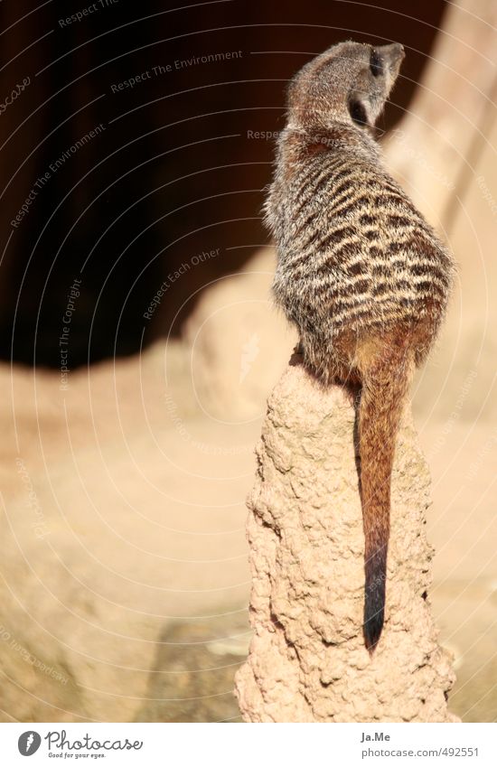 Show me your chocolate side. Animal Wild animal Pelt Meerkat Rodent Mammal 1 Crouch Looking Wait Brash Cuddly Curiosity Cute Brown Yellow Pride Ignore turn away