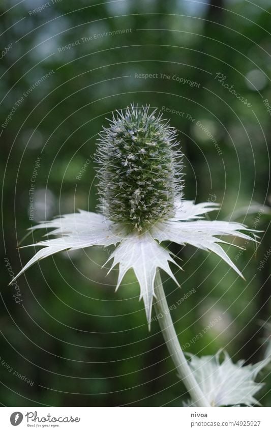 Ivory man litter flower ivory thistle Ivory Man Litter Stemless carline thistle Thistle Thistle blossom Austria Plant leaves Macro (Extreme close-up) Nature