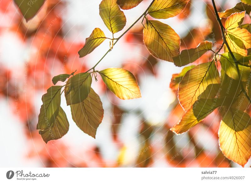 Bright autumn leaves beech leaves Nature Autumn leaves Autumnal colours autumn mood autumn colours foliage Leaf Colour photo Illuminate Back-light Early fall