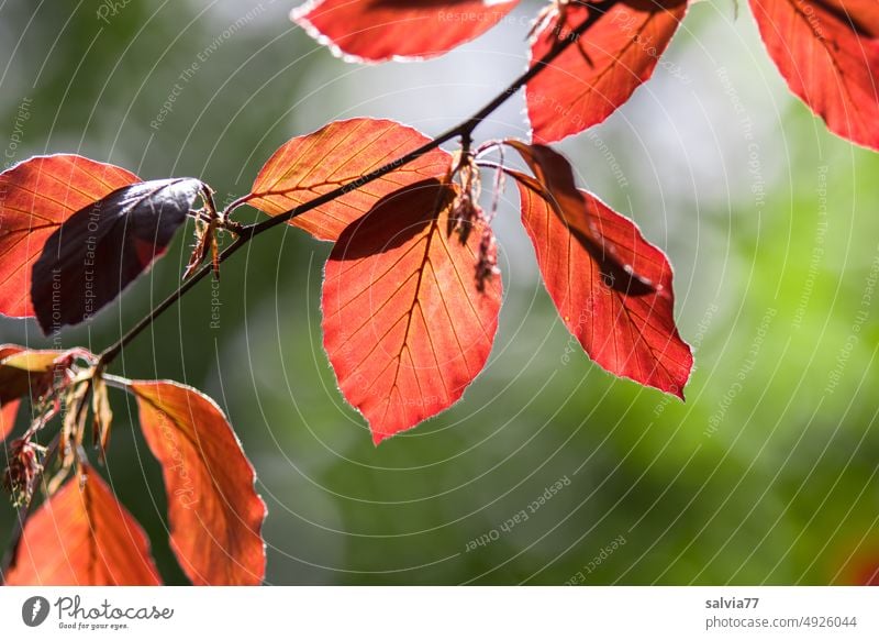 Blood beech leaves glow against the light copper beech Nature Plant Leaf Autumn Tree Twigs and branches Autumnal colours Green Red twigs Deserted Autumn leaves