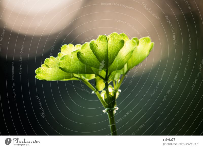 without light no growth Light Plant Growth Nature Colour photo Green Close-up Deserted Shaft of light Back-light Forest Sunlight Light (Natural Phenomenon)