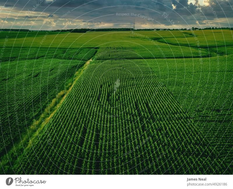 View of A Rural Farmland in Wisconsin grow natural nature abstract grain background agriculture corn plant drone dramatic sky wisconsin farm organic wheat matte