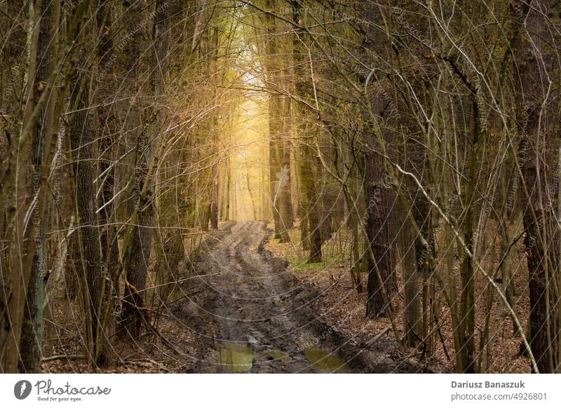 Muddy road in the dark forest and light in the distance sunlight tree nature autumn background day landscape wood path dirt environment outdoor park way leaf