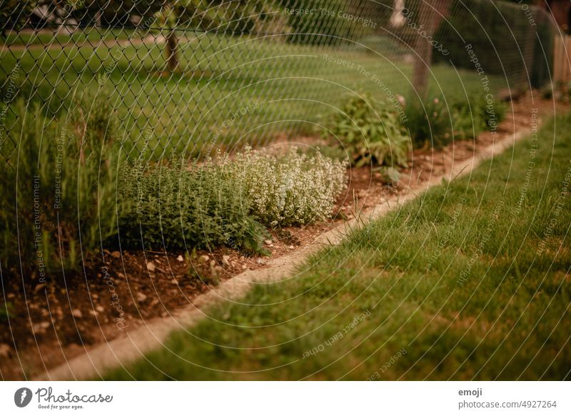 Garden herb bed Herbs and spices Green Grass Lawn Garden Bed (Horticulture) Thyme Oregano Fence Suburb Village idyll Gardening Garden plants Garden fence