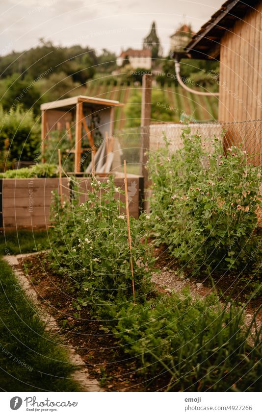 Garden vegetable patch Green Grass Lawn Garden Bed (Horticulture) Suburb Village idyll Gardening Garden plants Vegetable bed Earth Agricultural crop