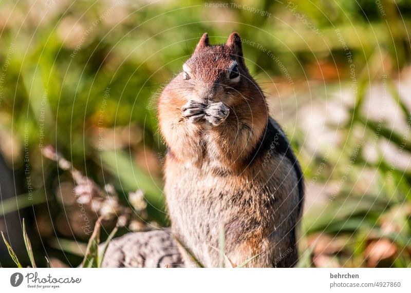 crunch crunch crunch Animal protection Love of animals Banff National Park Eastern American Chipmunk Canada blurriness Close-up Animal portrait Colour photo