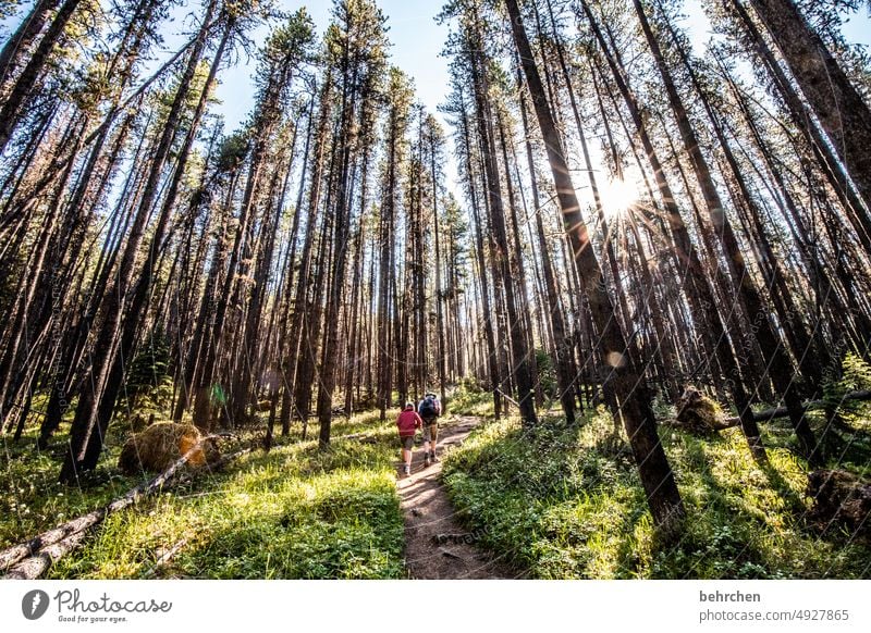 forest stories Son Infancy Child Boy (child) Hiking Weather Rocky Mountains Alberta Jasper national park Trip Lanes & trails hikers Sun Sunlight Impressive