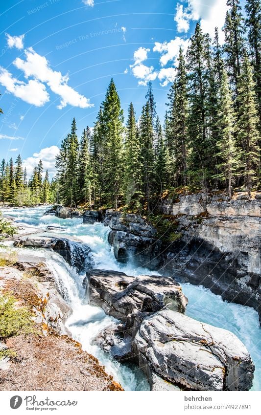 course of a river Rock Riverbed Canyon Wall of rock Forest North America Canada Vacation & Travel Wanderlust Fantastic Landscape Impressive Adventure Nature