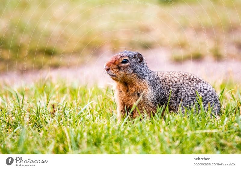 squirrel popcorn Ground squirrel Rodent Animal Tourism Adventure Trip Small Cute Exterior shot Deserted Brash Fantastic Funny Wild Squirrel Wild animal