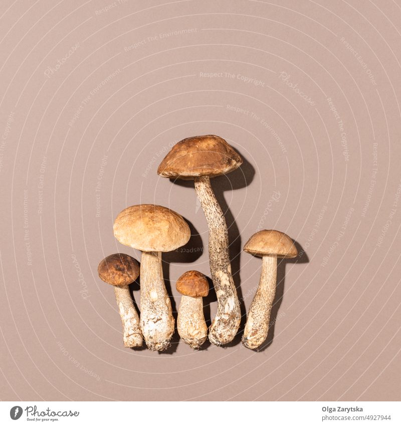 Mushrooms on brown background. mushroom fungal autumn harvest wild concept minimal edible organic vegetarian vegetable raw food nature season fungus fungi fall