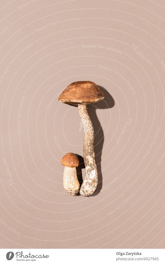 Mushrooms on brown background. mushroom fungal autumn harvest wild concept minimal edible organic vegetarian vegetable raw food nature season fungus fungi fall