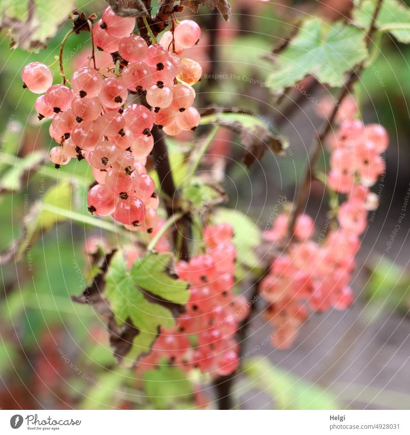 pink currants on a bush Redcurrant Berries Berry bush Mature Delicious Pink Leaf Garden Summer Fruit risp Fresh Food Harvest Healthy Vitamin Fruity Colour photo