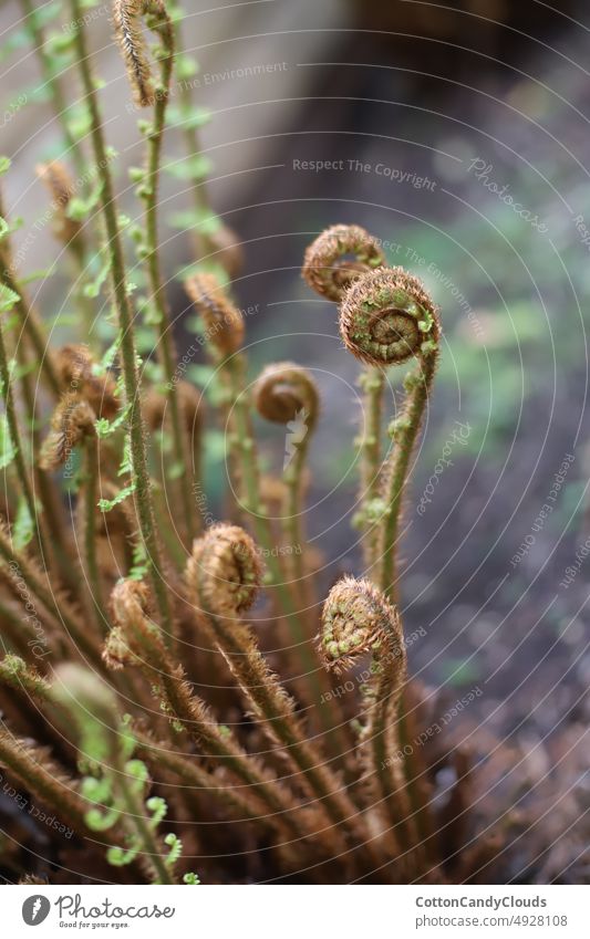 Close up of young ferns that are growing plant nature flora leaf summer blossom growth beautiful green outdoor background natural wild white yellow flower tree