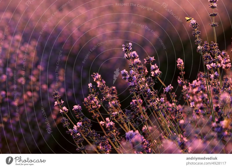 close up of bushes lavender blooming scented fields on sunset. lavender purple aromatic flowers at lavender fields of the French Provence near Paris.