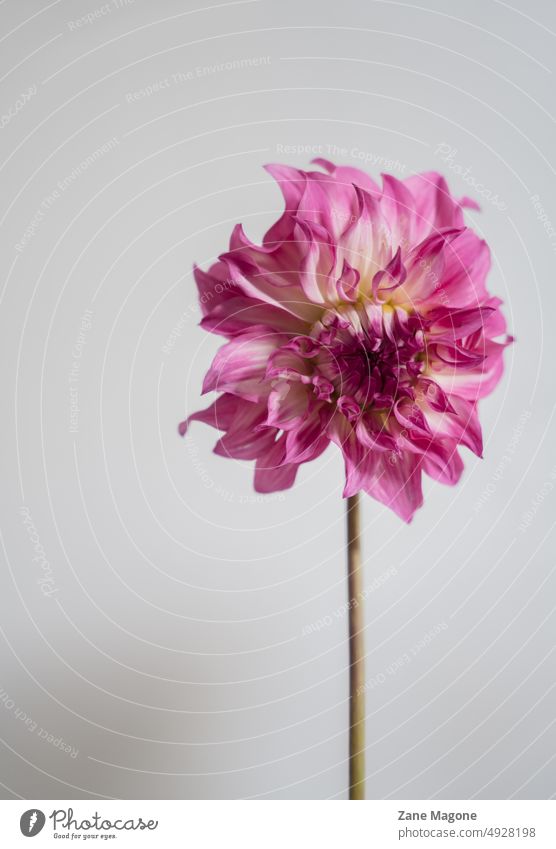 Pink dahlia, minimal aesthetic background pink magenta aesthetics summer copy space soft dreamy gentle feminine background creative colorful trend design modern