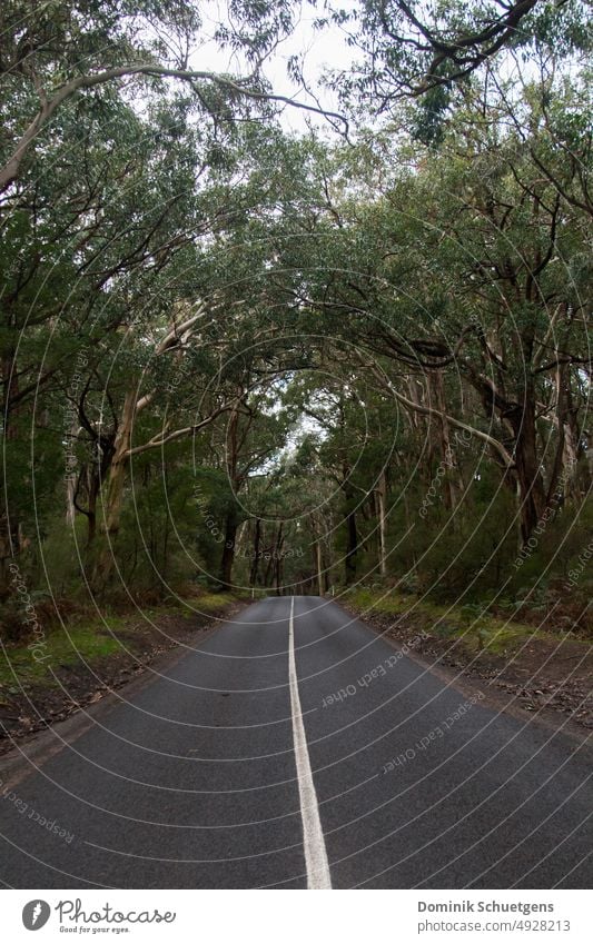 Lighthouse Road to Cape Otway Street rainforest Lonely trees Forest Australia Victoria Great Ocean Road Green road trip jungle Tourism travel vacation