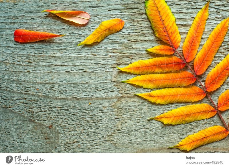 leaves fall Beautiful Decoration Environment Nature Plant Autumn Leaf Wood Glittering Bright Dry Yellow Red board Ash-tree To fall Colour Background picture