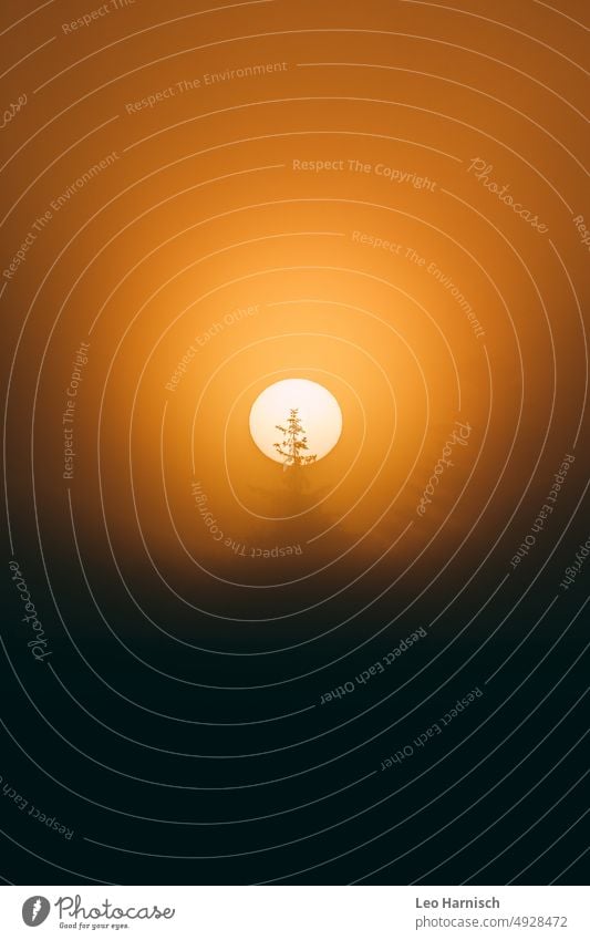 Sun ball in foggy dawn Sunlight Sunrise Dawn Orange Coniferous trees fir tree Sun Ball Circle Light New start Fog Sunbeam Beautiful weather Landscape Deserted