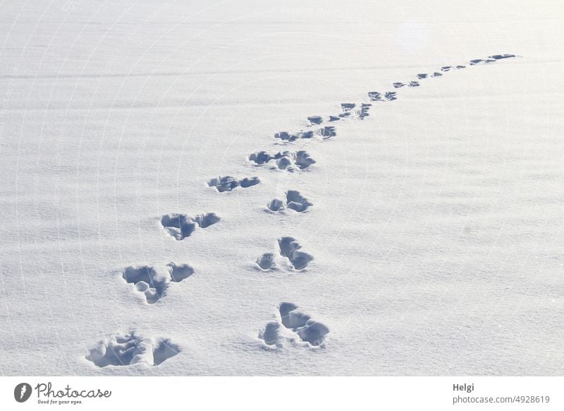 Crime Scene | Tracks in the Snow Winter chill Snow layer Animal tracks Pattern Cold White Winter mood Exterior shot Snowscape Deserted Winter's day winter