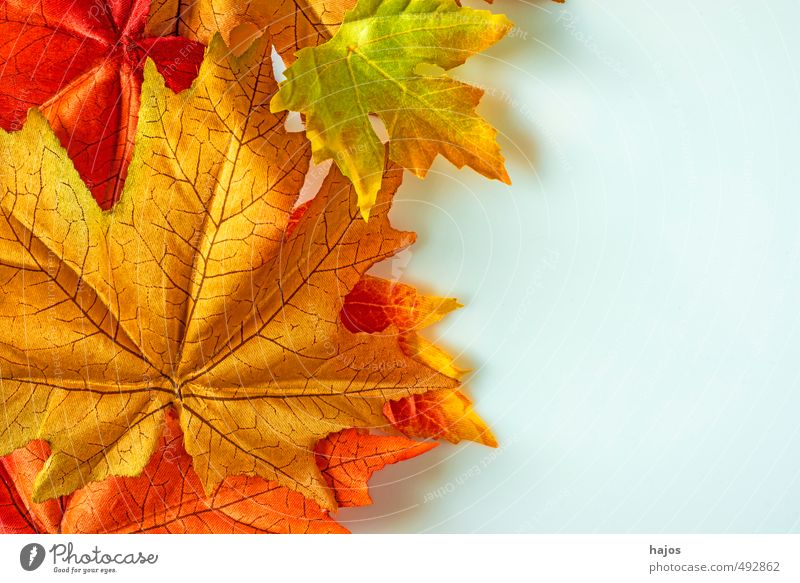 leaves fall Beautiful Decoration Environment Nature Plant Autumn Tree Leaf Glittering Bright Dry Yellow Red Maple tree board To fall Colour Background picture