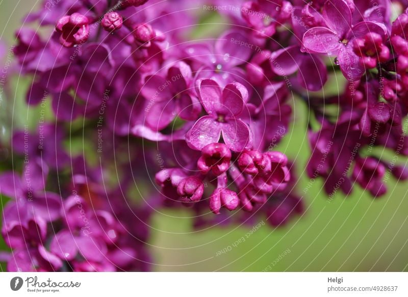 purple lilac flowers and lilac buds against green background, closeup Flower Blossom lilac blossom Violet deep violet Spring Close-up Macro (Extreme close-up)