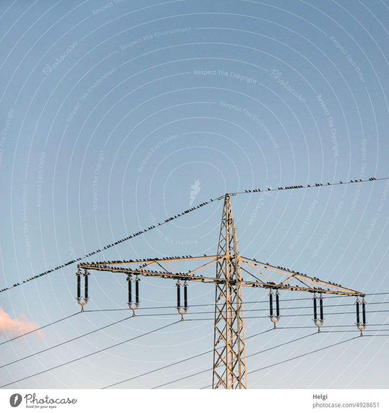 many starlings sitting on power pole and power lines against blue sky birds Stare Migratory bird bird migration late summer Assembly Electricity pylon Sky