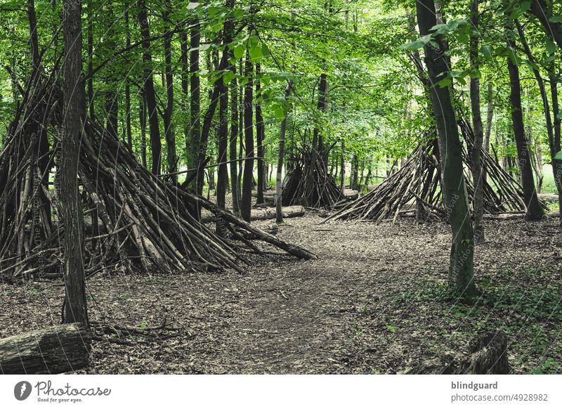 Recently in the forest Forest trees Nature Scouts shelter Wood Hut Landscape Green Deserted Exterior shot Day Plant Environment