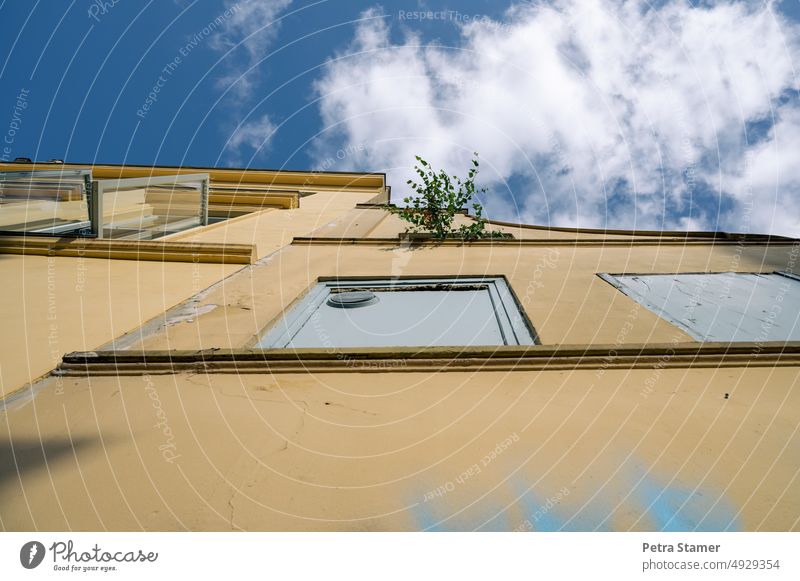 Old facade with greenery old facade greening Green facade Facade Architecture Yellow Plant Tree Decline Transience Struggle for survival Wall (building) Window