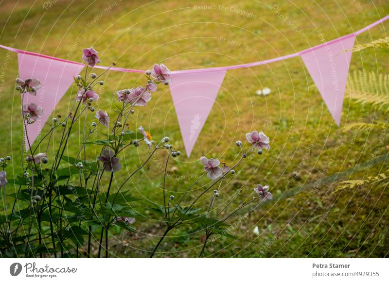 Pink pennant and autumn anemone in garden Autumn Anemone Garden Green Anemone hupehensis Flower Blossom Plant Blossoming Delicate Poppy anenome Flag Party Event