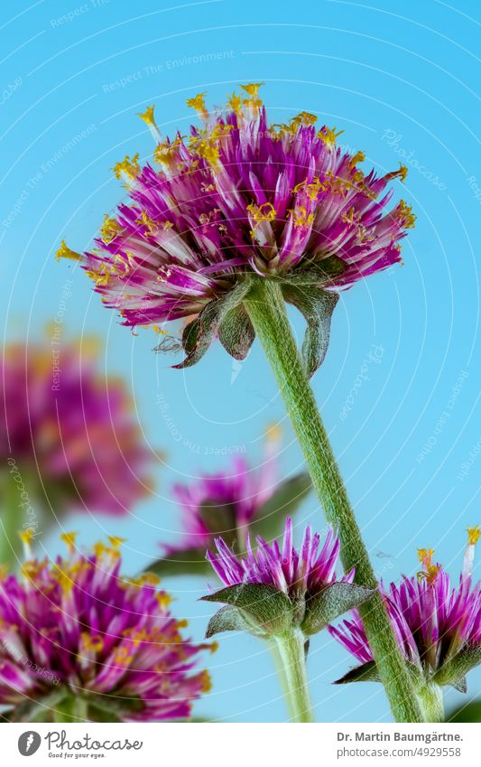 Inflorescences of Gomphrena globosa, the true globe amaranth Bullet amaranth inflorescence inflorescences from South America yearlong medicinal plant