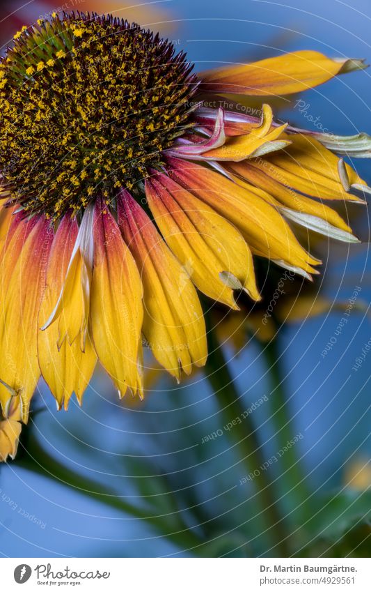 Yellow form of Echinacea purpurea from North America, inflorescence purple echinacea Hedgehog Head Flower stand variety Garden form selection blossom composite