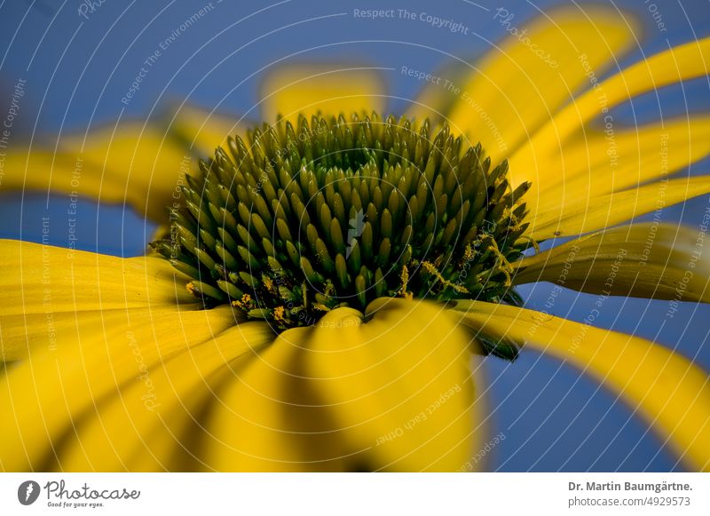 Yellow form of Echinacea purpurea from North America, inflorescence purple echinacea Hedgehog Head Flower stand variety Garden form selection blossom composite