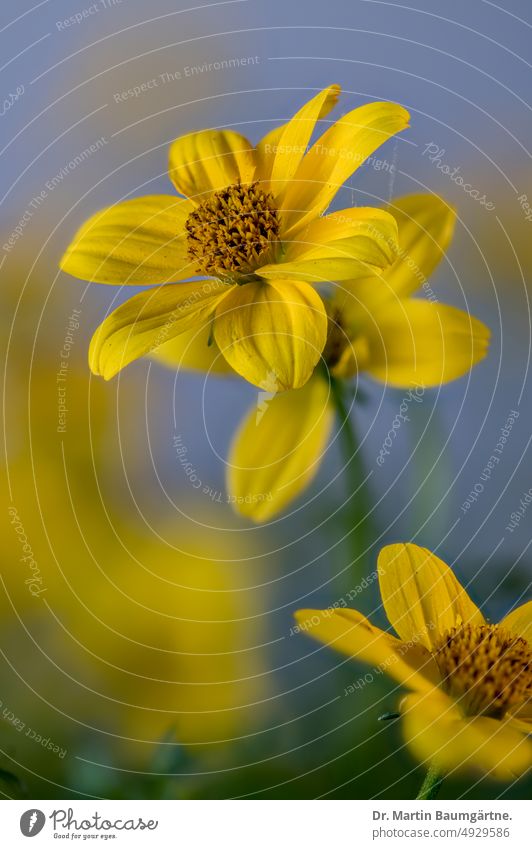 Bidens, two-tooth, yellow inflorescences in summer Two-tooth blossom Yellow Garden form variety shrub frost-sensitive composite asteraceae Compositae