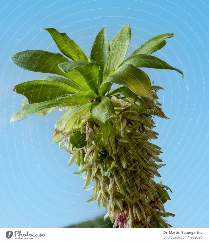 Inflorescence of Eucomis bicolor, crested lily, bulbous flower from Natal and the Drakensberg Mountains Crested lily Bulb flower. inflorescence blossom Geophyte