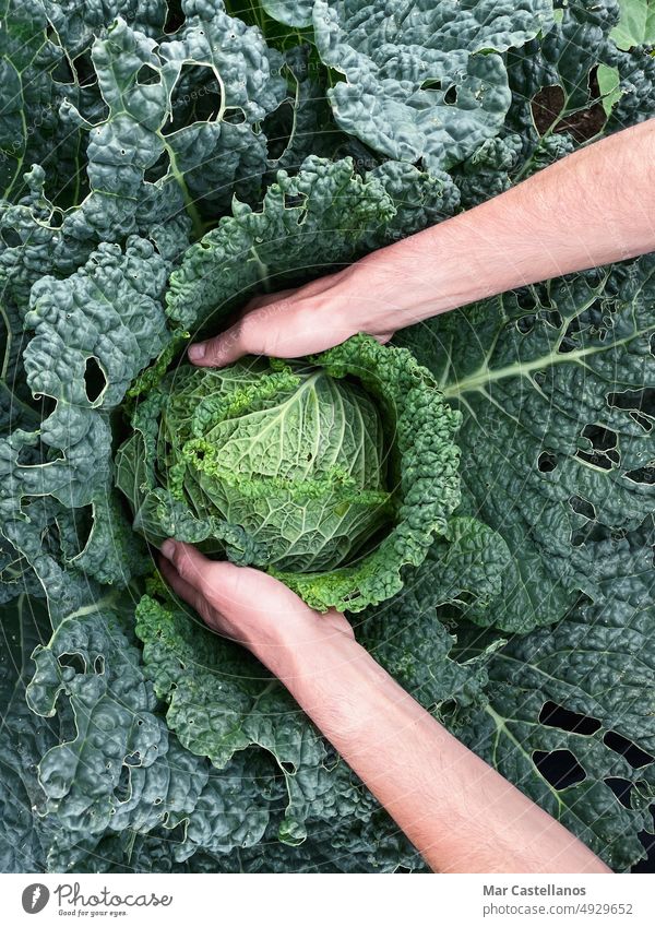 Hands picking cabbage plant in vegetable garden. Top view. Copy space. hands woman green top view food ingredient natural vertical nutrition photography growing