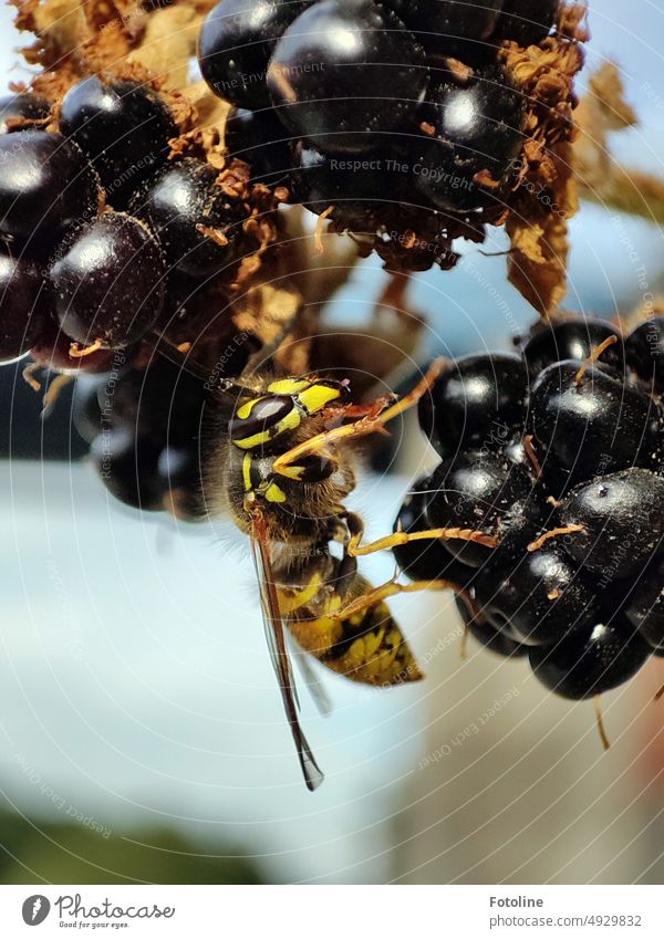 A wasp takes away my beautiful ripe blackberries, which I actually wanted to nibble on the way home. Insect Animal Macro (Extreme close-up)